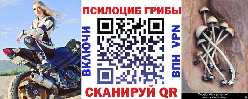 как найти наркотики  Мамоново  Псилоцибиновые грибы Magic Shrooms 